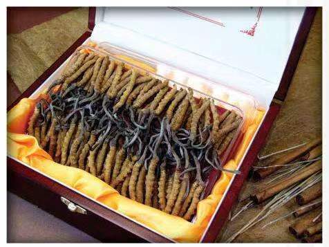 临桂冬虫夏草回收